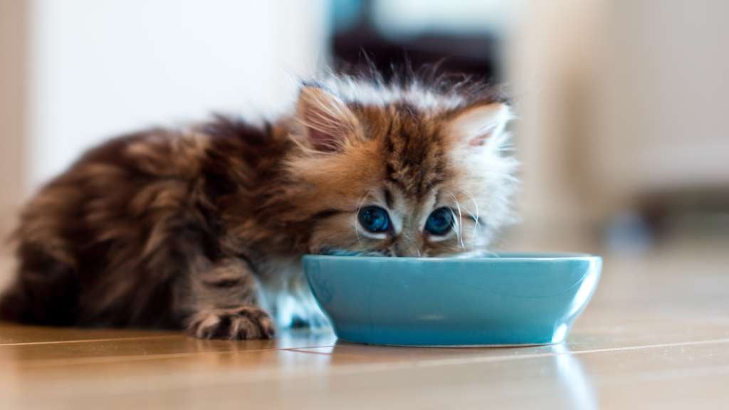 Tip Perawatan Hewan Peliharaan: Menjaga Teman Kucing Anda Aman, Cukup Makan & Bahagia