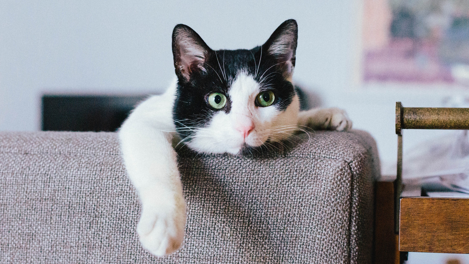5 Perlengkapan Kucing yang Dapat Anda Pesan Tanpa Meninggalkan Sofa Anda