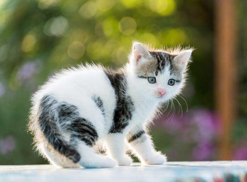 Cara Mentransisikan Kucing Anda ke Pola Makan Tanpa Gandum